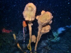 Pyura spinifera