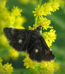 Heliothela wulfeniana