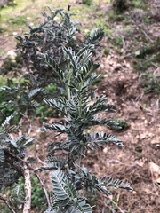 Anthyllis barba-jovis