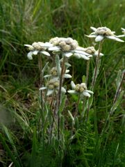 Leontopodium ochroleucum