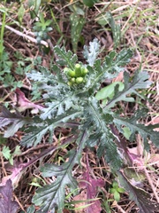 Anthyllis barba-jovis