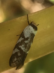 Palimmeces variegata
