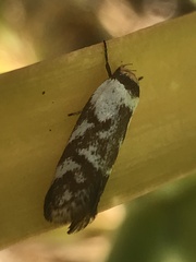 Palimmeces variegata