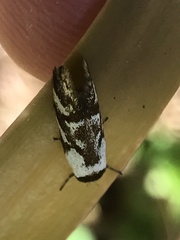 Palimmeces variegata