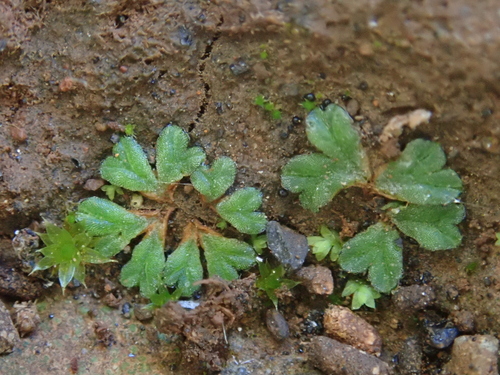 Image of Riccia nigrella by (c) Christian Berg, some rights reserved (CC BY)