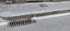 Columba livia domestica