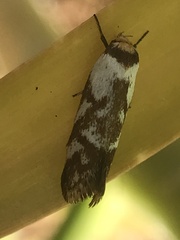 Palimmeces variegata