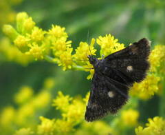 Heliothela wulfeniana