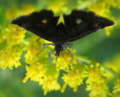 Heliothela wulfeniana