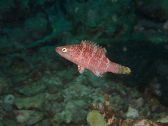 Cirrhitichthys oxycephalus