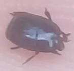 Histeridae