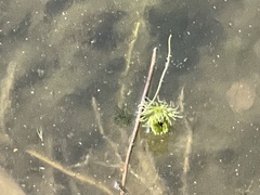 Ceratophyllum demersum