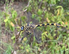 Ictinogomphus ferox