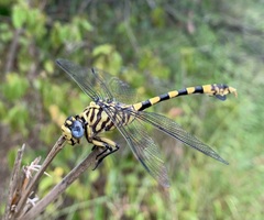 Ictinogomphus ferox