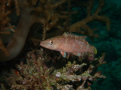 Cirrhitichthys oxycephalus