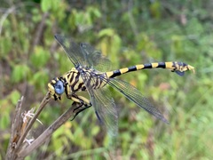 Ictinogomphus ferox