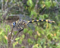 Ictinogomphus ferox