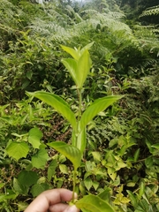 Achyranthes japonica