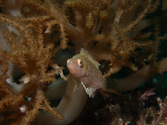 Cirrhitichthys oxycephalus