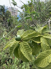 Tocoyena