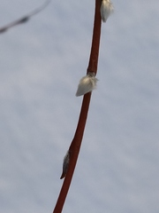 Salix acutifolia