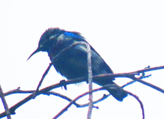 Cinnyris bifasciatus