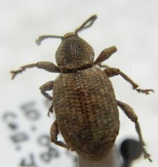 Otiorhynchus singularis