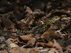 Sceloporus malachiticus