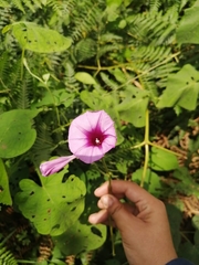 Ipomoea asarifolia
