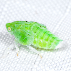Siphanta acuta