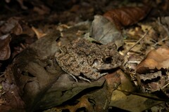 Oreobates quixensis
