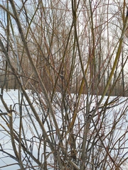 Salix acutifolia