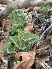 Cucurbita foetidissima