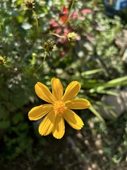 Cosmos sulphureus