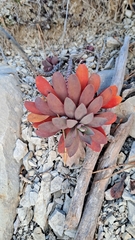 Euphorbia nicaeensis