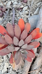 Euphorbia nicaeensis