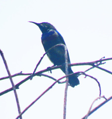 Cinnyris bifasciatus