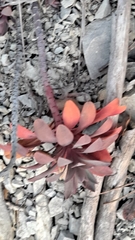 Euphorbia nicaeensis