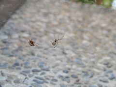 Parasteatoda tepidariorum