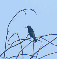 Cinnyris bifasciatus