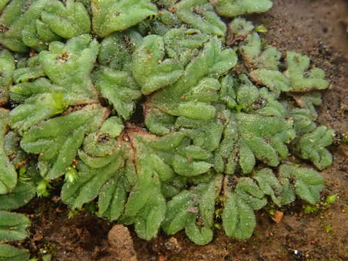 Image of Riccia nigrella by (c) Christian Berg, some rights reserved (CC BY)