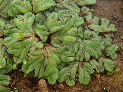 Riccia nigrella