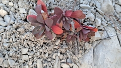 Euphorbia nicaeensis