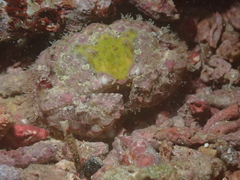 Calappa capellonis