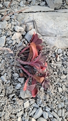 Euphorbia nicaeensis