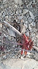 Euphorbia nicaeensis