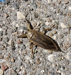 Lethocerus uhleri