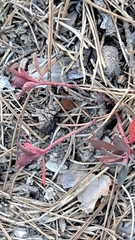 Euphorbia nicaeensis