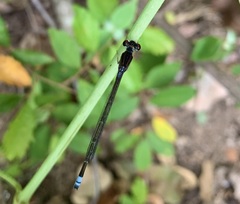 Pseudagrion hamoni