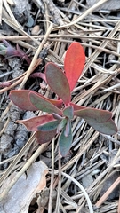 Euphorbia nicaeensis